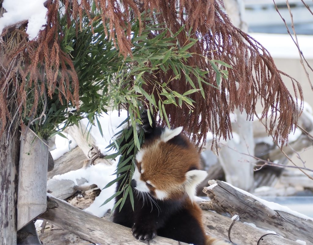 円山動物園のレッサーパンダ
もりもり笹を食べてます